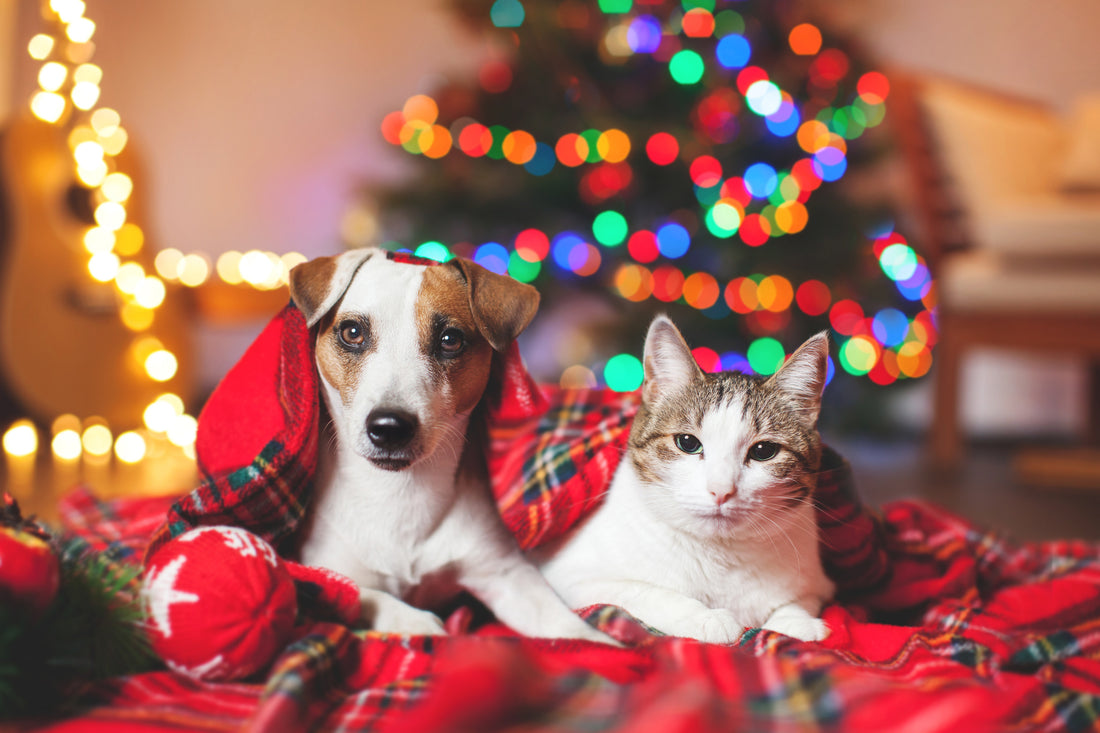 Six Holiday Gift Ideas for Pets